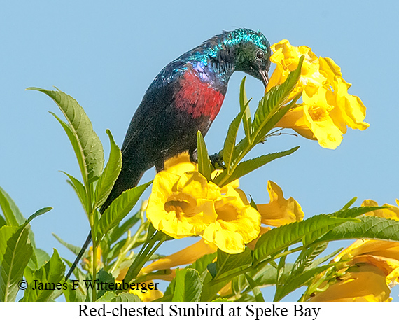 Red-chested Sunbird - © James F Wittenberger and Exotic Birding LLC