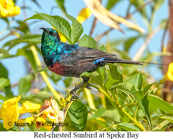 Red-chested Sunbird - © James F Wittenberger and Exotic Birding LLC