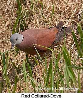 Red Collared-Dove - &copy; James F Wittenberger and Exotic Birding LLC