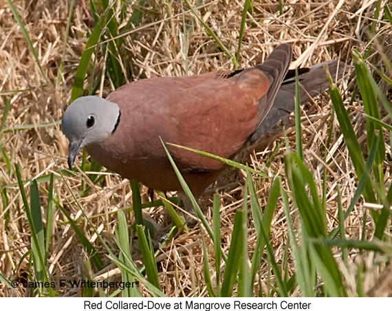 Red Collared-Dove - © James F Wittenberger and Exotic Birding LLC