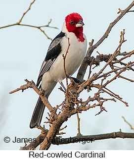 Red-cowled Cardinal - © James F Wittenberger and Exotic Birding LLC Red-cowled Cardinal - © James F Wittenberger and Exotic Birding LLC