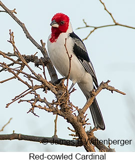 Red-cowled Cardinal - © James F Wittenberger and Exotic Birding LLC Red-cowled Cardinal - © James F Wittenberger and Exotic Birding LLC