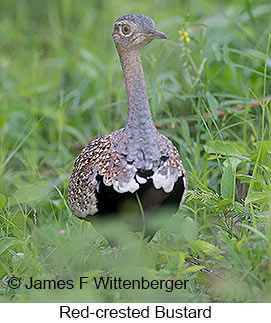 Red-crested Bustard - © James F Wittenberger and Exotic Birding LLC