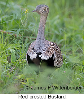 Red-crested Bustard - © James F Wittenberger and Exotic Birding LLC