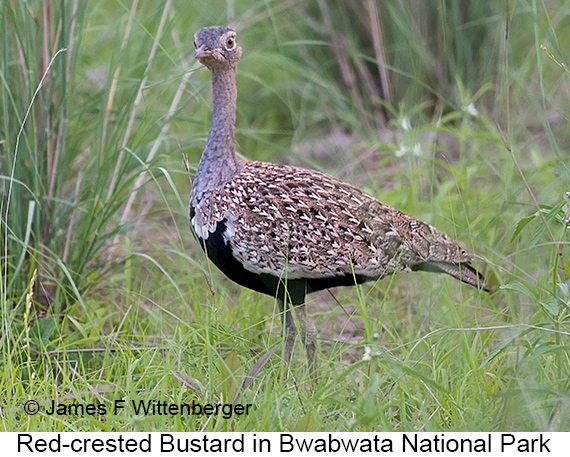 Red-crested Bustard - © James F Wittenberger and Exotic Birding LLC