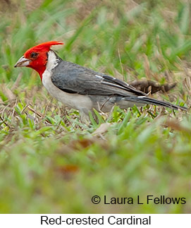 Red-crested Cardinal - © Laura L Fellows and Exotic Birding LLC