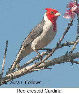 Red-crested Cardinal - © Laura L Fellows and Exotic Birding LLC