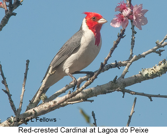 Red-crested Cardinal - © Laura L Fellows and Exotic Birding LLC