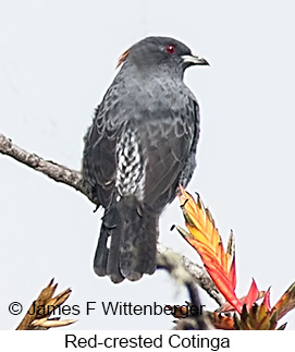 Red-crested Cotinga - © James F Wittenberger and Exotic Birding LLC