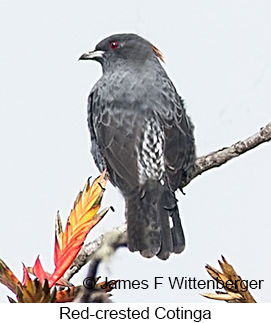 Red-crested Cotinga - © James F Wittenberger and Exotic Birding LLC