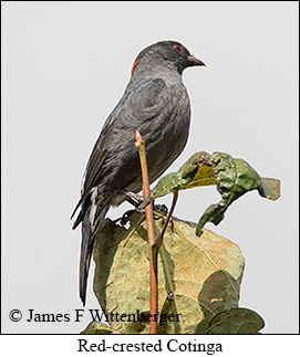 Red-crested Cotinga - © James F Wittenberger and Exotic Birding LLC