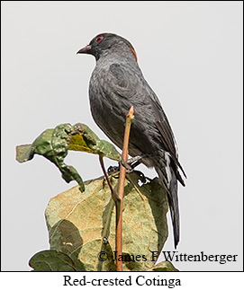 Red-crested Cotinga - © James F Wittenberger and Exotic Birding LLC