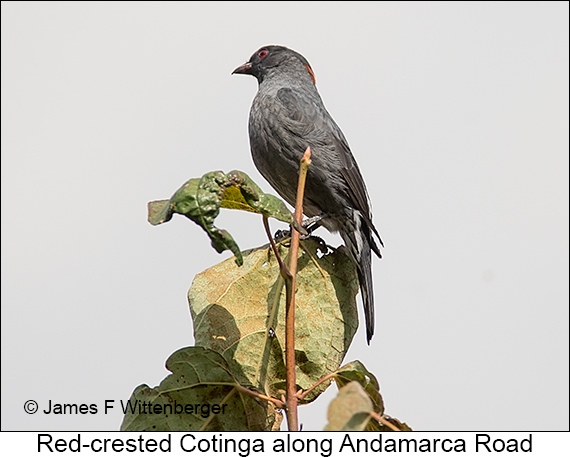 Red-crested Cotinga - © James F Wittenberger and Exotic Birding LLC