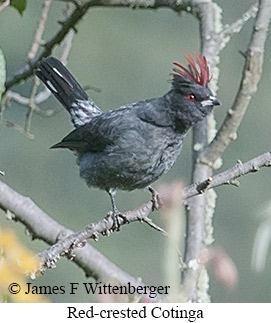 Red-crested Cotinga - &copy; James F Wittenberger and Exotic Birding LLC