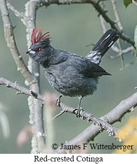 Red-crested Cotinga - &copy; James F Wittenberger and Exotic Birding LLC