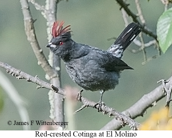 Red-crested Cotinga - &copy; James F Wittenberger and Exotic Birding LLC
