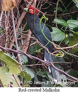 Red-crested Malkoha - © James F Wittenberger and Exotic Birding LLC