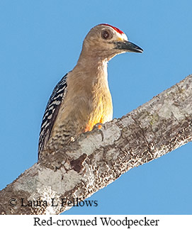Red-crowned Woodpecker - © Laura L Fellows and Exotic Birding LLC