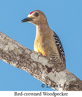 Red-crowned Woodpecker - © Laura L Fellows and Exotic Birding LLC