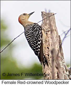 Red-crowned Woodpecker - © James F Wittenberger and Exotic Birding LLC