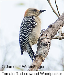 Red-crowned Woodpecker - © James F Wittenberger and Exotic Birding LLC