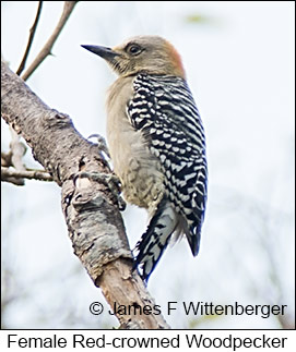 Red-crowned Woodpecker - © James F Wittenberger and Exotic Birding LLC