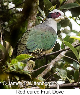 Red-eared Fruit-Dove - © James F Wittenberger and Exotic Birding LLC