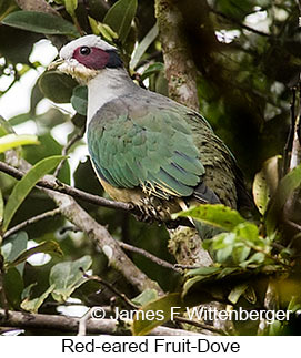 Red-eared Fruit-Dove - © James F Wittenberger and Exotic Birding LLC