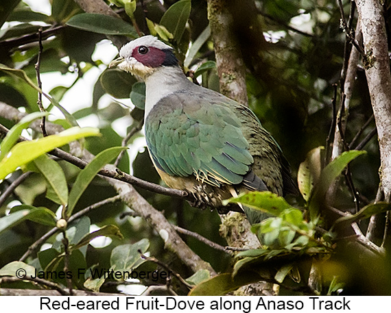 Red-eared Fruit-Dove - © James F Wittenberger and Exotic Birding LLC