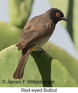 Red-eyed Bulbul - © James F Wittenberger and Exotic Birding LLC