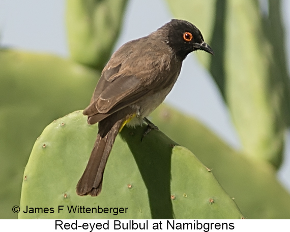 Red-eyed Bulbul - © James F Wittenberger and Exotic Birding LLC