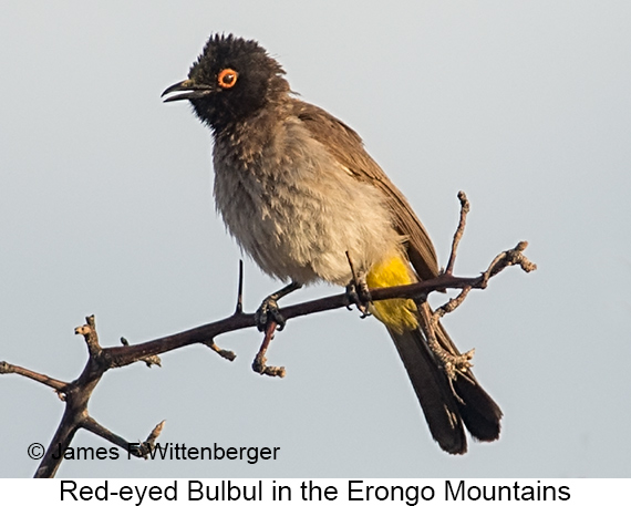 Red-eyed Bulbul - © James F Wittenberger and Exotic Birding LLC