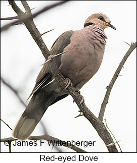 Red-eyed Dove - © James F Wittenberger and Exotic Birding LLC