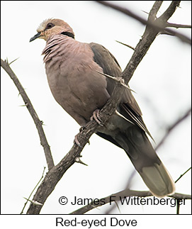 Red-eyed Dove - © James F Wittenberger and Exotic Birding LLC