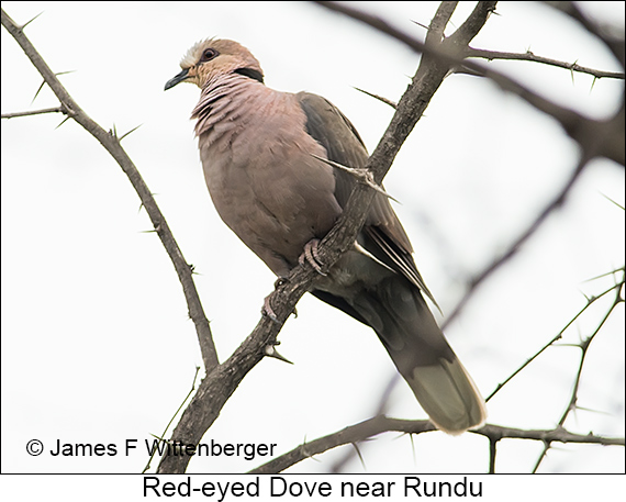 Red-eyed Dove - © James F Wittenberger and Exotic Birding LLC Red-eyed Dove - © James F Wittenberger and Exotic Birding LLC