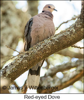 Red-eyed Dove - © James F Wittenberger and Exotic Birding LLC