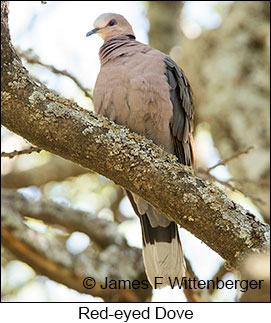 Red-eyed Dove - © James F Wittenberger and Exotic Birding LLC