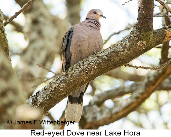 Red-eyed Dove - © James F Wittenberger and Exotic Birding LLC