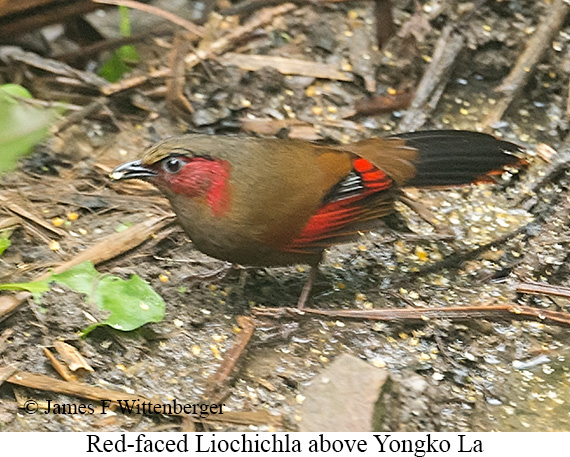 Red-faced Liocichla - © James F Wittenberger and Exotic Birding LLC Red-faced Liocichla - © James F Wittenberger and Exotic Birding LLC