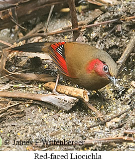 Red-faced Liocichla - © James F Wittenberger and Exotic Birding LLC