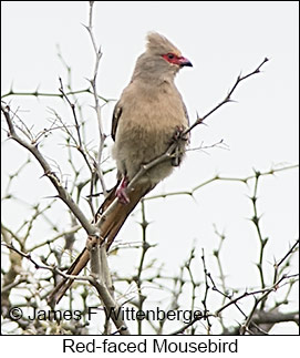 Red-faced Mousebird - © James F Wittenberger and Exotic Birding LLC