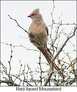 Red-faced Mousebird - © James F Wittenberger and Exotic Birding LLC Red-faced Mousebird - © James F Wittenberger and Exotic Birding LLC