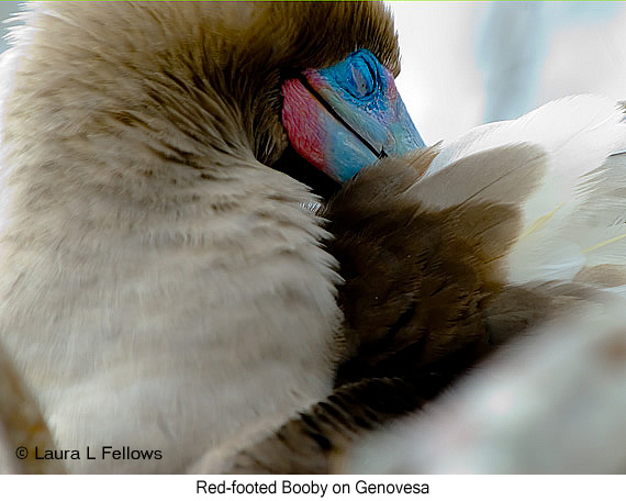 Red-footed Booby - © James F Wittenberger and Exotic Birding LLC