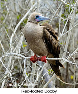 Red-footed Booby - © Laura L Fellows and Exotic Birding LLC