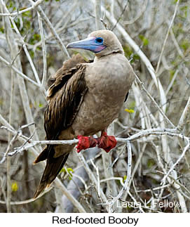 Red-footed Booby - © Laura L Fellows and Exotic Birding LLC