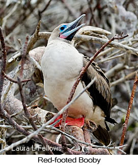 Red-footed Booby - © Laura L Fellows and Exotic Birding LLC