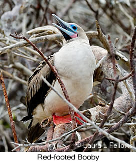Red-footed Booby - © Laura L Fellows and Exotic Birding LLC