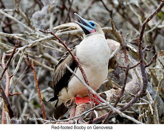 Red-footed Booby - © Laura L Fellows and Exotic Birding LLC