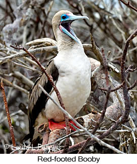 Red-footed Booby - © Laura L Fellows and Exotic Birding LLC