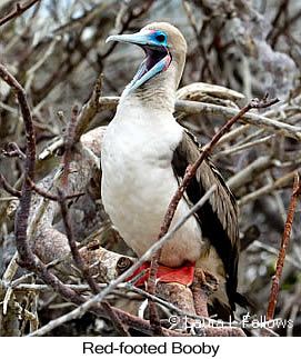 Red-footed Booby - © Laura L Fellows and Exotic Birding LLC